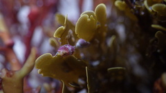 Eulithidium