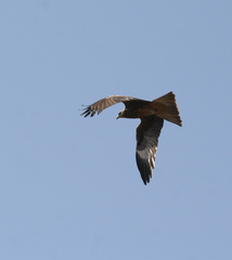 Milvus migrans lineatus