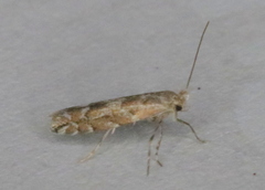 Phyllonorycter apparella