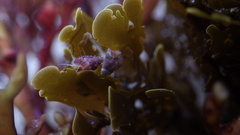 Eulithidium
