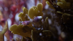 Eulithidium