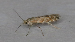 Phyllonorycter apparella