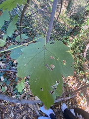 Acer opalus