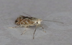 Phyllonorycter apparella