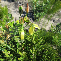 Albuca flaccida