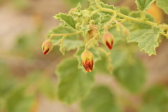 Hermannia texana