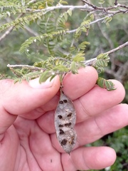 Eysenhardtia polystachya