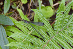 Psolodesmus mandarinus dorothea