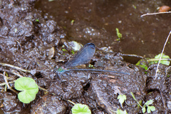 Psolodesmus mandarinus dorothea