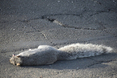 Sciurus griseus