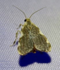 Parachma rufoflavalis