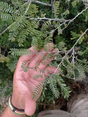 Eysenhardtia polystachya