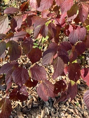 Viburnum acerifolium