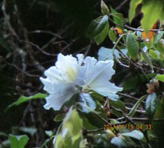 Rhododendron veitchianum