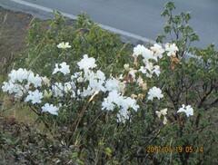 Rhododendron veitchianum