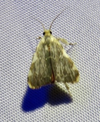 Parachma rufoflavalis