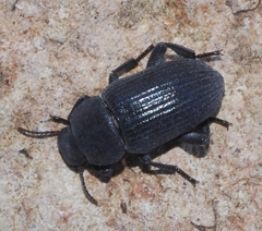 Phylan gibbulus