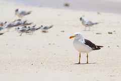 Larus dominicanus melisandae