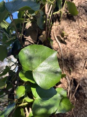 Hedera canariensis