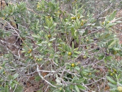 Karwinskia humboldtiana