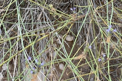 Lavandula subnuda