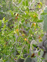 Celtis pallida
