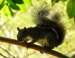 Sciurus colliaei