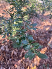 Ilex