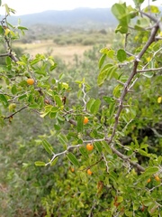 Celtis pallida