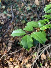 Ilex