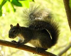 Sciurus colliaei