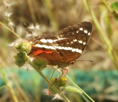 Anartia fatima colima