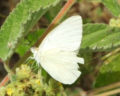 Ascia monuste monuste