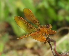 Perithemis