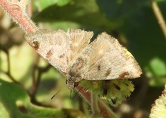 Arteurotia tractipennis