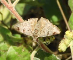 Arteurotia tractipennis