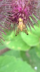 Terellia tussilaginis