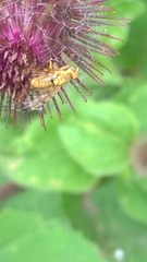 Terellia tussilaginis