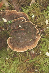 Stereum rugosum