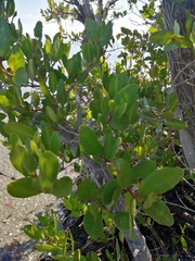 Laguncularia racemosa