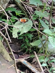 Heliconius ismenius metaphorus