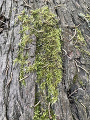 Homalothecium nuttallii