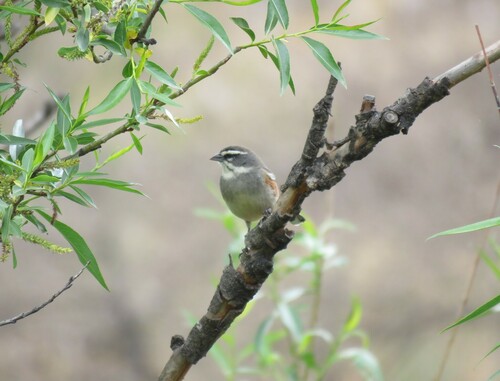 Bolivian Warbling Finch (Poospiza boliviana), photo 5
