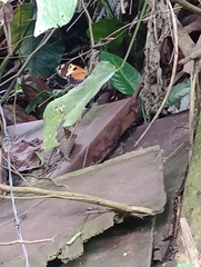 Heliconius ismenius metaphorus