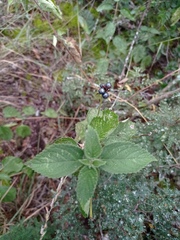Lantana achyranthifolia