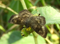 Carcharodini