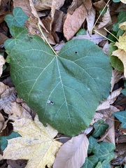 Tilia americana