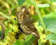 Carcharodini