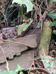 Heliconius ismenius metaphorus