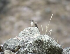 Oreotrochilus estella